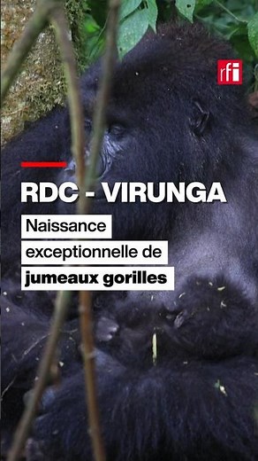 RDC : encore des jumeaux gorilles au parc national des Virunga ! • RFI