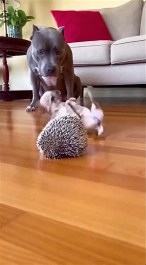 Pit Bull vs Hedgehog Battle 🐶 #funnyanimals #dogs #shorts #funny