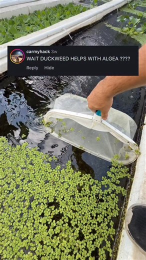 76K views · 958 reactions | This is one tip that could help any serious algae problems by a lot, one shot solution to lowering your light level and lowering your nutrient levels in the water. #fish #goldfish #aquarium | Luke’s Goldies | Facebook