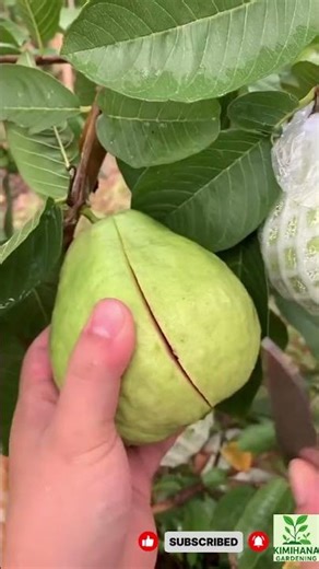 Why Guava Lovers Are Rushing to Try These NEW Varieties Now