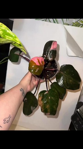 My 2nd pink princess | Stephanie Lee