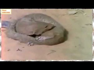 Mangusta vs Cobras Awesome Clashes