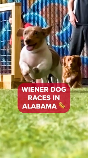 88K views · 693 reactions | Good Dog Bar and Park in downtown...