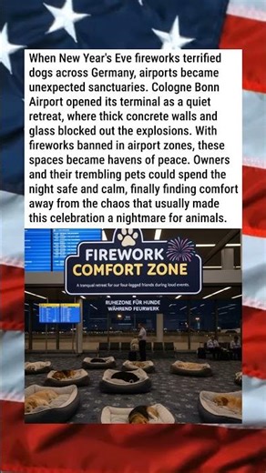 AIRPORT SHELTERS DOGS FROM LOUD FIREWORKS✈️🐾🎆