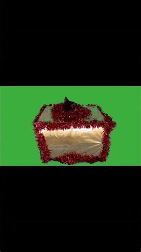 The Amazing Righting Reflex: How Cats Always Land on Their Feet!