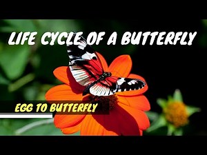 Life cycle of a Butterfly | Egg to butterfly | metamorphosis | a short film by Make Dream Come true