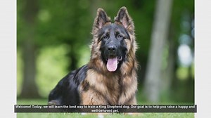 How to Train Your King Shepherd: Tips for a Happy and Well-Behaved Dog