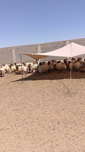 فيديوهات أنشأها Muste Jimmaa (@muste.jimmaa) باستخدام original sound - ይማም (ውጋት)5G