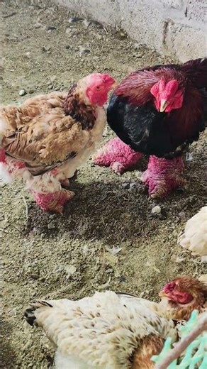 思わず声を出して笑ってしまう面白い瞬間：2羽の鶏が寄り添っています。 #animals #nature1 #cat #birds