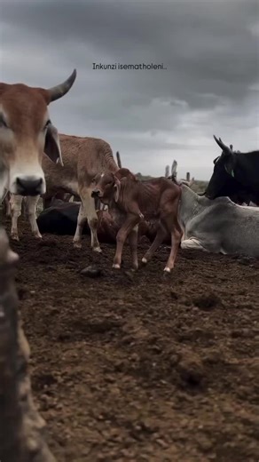 Farming Dreams Realized: Achieving Agricultural Success