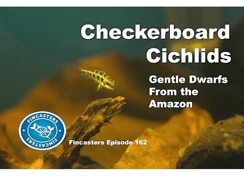 Checkerboard Cichlids Fincasters Episode 162