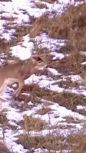 🦌"Big Buck Hunting – 100% Real Footage!" #duckhunting #deer