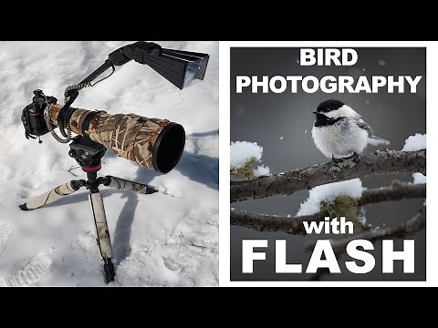 BIRD PHOTOGRAPHY w/ Flash | Editing Tutorial