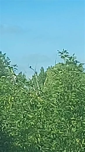 gregorybennett759 (@gregorybennett759)’s videos with Jurassic Park Theme - Voidoid