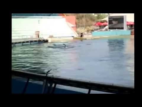 Attaque d'orque au Marineland d'Antibes/ Killer Whale attack trainer in France
