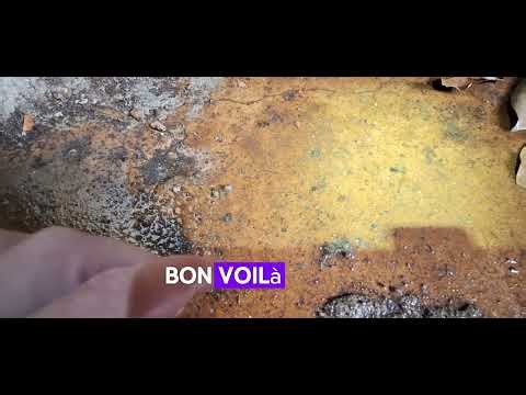 Voici Pourquoi les Puces Sont si Difficiles à Éliminer