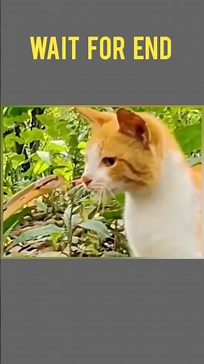 Snake vs Cat War | Cat vs Snake Fight | Who Wins the Ultimate Animal Battle?