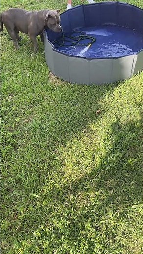 Let your dog beat the heat in style 🐶💦 This foldable swimming pool is made just for pups—durable,