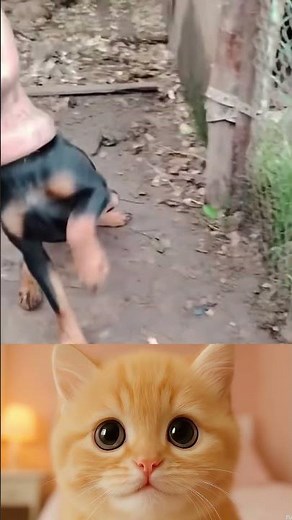 LOL! Hilarious Dog with Human Face – You Won’t Believe What Happens Next! #109