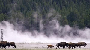 Amazing shot of massive bull bison buffalo walking through golden meadow with geyser eruption in the background Yellowstone National Park, Wyoming and Montana, USA. 4K.