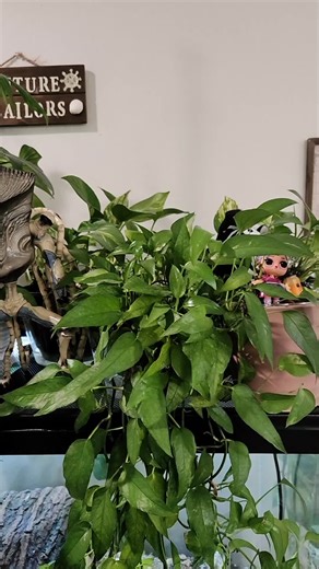 Excuse my dusty musty crusty azz plants 😂 we do what we can around here