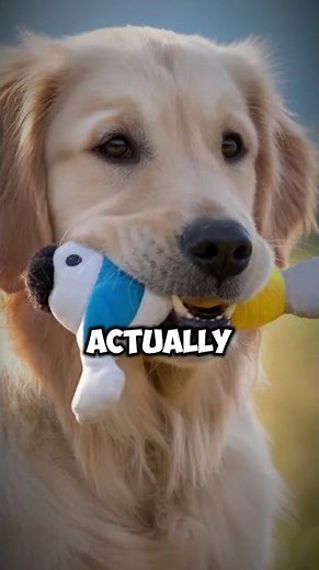 Pitbulls Are Scary… Or Not?