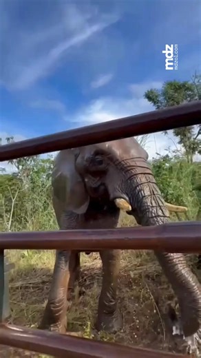 🐘 Pupy, la última elefanta que quedaba en el Ecoparque de la Ciudad de Buenos Aires, fue finalmente trasladada al Global Sanctuary for Elephants en Brasil. 🐘 Allí, comenzó una nueva vida y disfruta de la libertad que le fue negada durante los largos 30 años en cautiverio. #elefanta #pupy #ecoparque #santuarioelefantes #brasil #mdz | MDZ Online