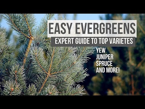 Evergreens: Unique and Easy Varieties | GUIDE