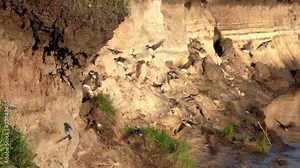 Bank Swallows. Endangered bank swallows come and go from their n
