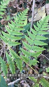 #翠绿针毛蕨（学名Macrothelypteris viridifrons），别名凤凰尾巴草或金鸡草，是金星蕨科针毛蕨属的蕨类植物。其根状茎可入药，具清热解毒、止血等功效。 #植物科普