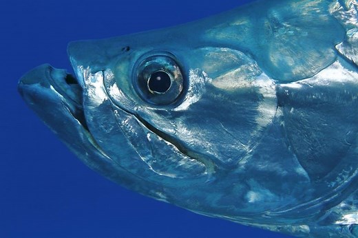 Tarpon Teeth: Everything You Need To Know
