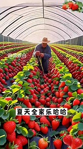 一盆長不停，天天吃草莓！ 🍓#盆栽奶油草莓，香甜可口，好看又好吃！ ✅陽臺，小院，花盆，泡沫箱均可種植！ ✨結果快，生命力強，澆水就長，新手好養 四季播種，愛爆盆，實現草莓自由🥰 | Esther Occam SHANG GE B.bhg