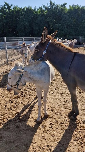 1.3M views · 8K reactions | ️️ Evenings like this remind us why our work matters. See some of our rescued donkeys are resting comfortably together in the warm sunset at our Israel sanctuary—cared for and loved. Thank you for making this peaceful life possible 﫶 | Safe Haven for Donkeys | Facebook