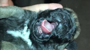 1K views · 100 reactions | Bedtime for baby ▪️M O A N A ▪️ #puppy #love #pug #puglovenursery | PugLove | Facebook
