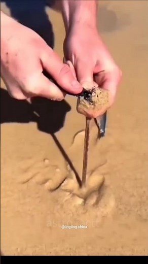 😰Alien Creature(sand worm) at the beach.#fishing#worms#shorts