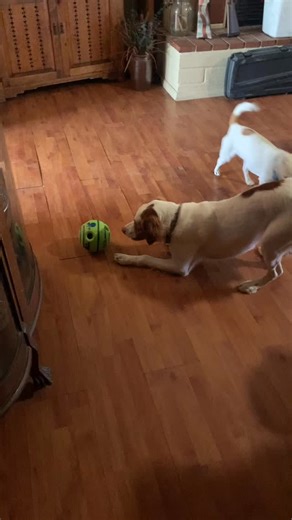 Kobe vs the Giggle Ball 🐶🐾 #brittanyspanielsofinstagram #giggleball | Daisy Duke