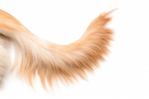 Why Do Dogs Have Tails? The Surprising Reasons.