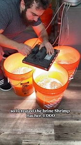 The ultimate brine shrimp hatching setup for fish fry