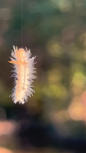Thousand legged spider discovered: panic and disorder precedes the apocalypse | Exploring Alabama