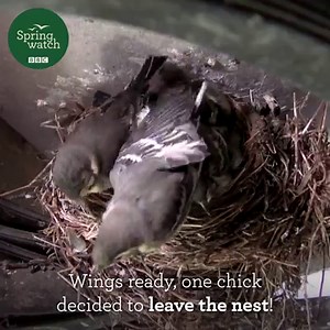 201K views · 10K reactions | The pied wagtail chicks have flown out into the world for the first time! Amazing stuff! #Springwatch #Gardenwatch  | BBC Springwatch | Facebook