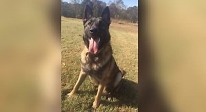 K-9 unit coming to Union City Police Department - WBBJ TV