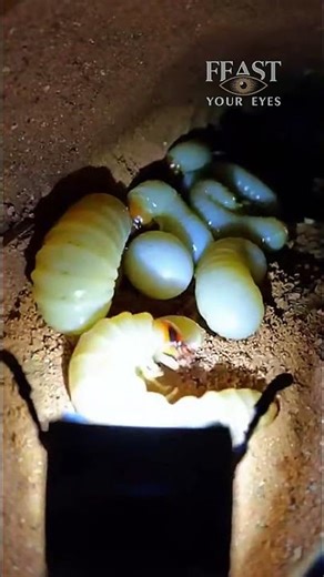 🐜 We Put a Camera on an Earwig… This Is What We Found Underground
