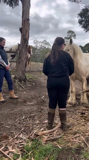 3K views · 14 shares | What an equine assisted therapy session looks like at the Panton Hill Therapy Farm (with Fam - equine assisted counselling practitioner) 勺 We have sessions available on Wednesdays. Please call reception to make a booking 9719 7845 | Mullum Road Clinics - Psychology and Allied Health | Facebook