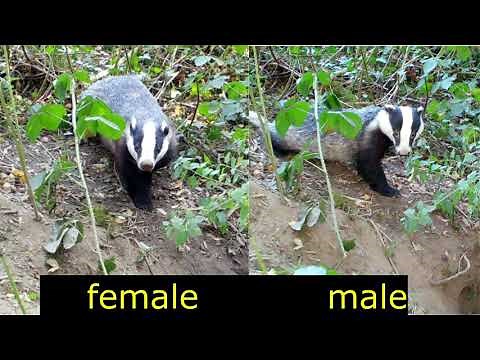Want to tell a male and female badger apart?