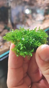 (tissue cultured, pure coral moss) Coral Moss (Riccardia Chamedryfolia) is naturally found in Southeast Asia. Its taxonomy indicates that these plants are a rare liverwort, and they are also known as Mini Pellia or Coral Pellia. Due to their appearance and growth patterns, they are often categorized as aquarium moss in the general sense. This deep green plant is a perfect refuge for fish and shrimp in freshwater aquariums. Coral Moss is easily attached to surfaces like rocks and driftwood. It is