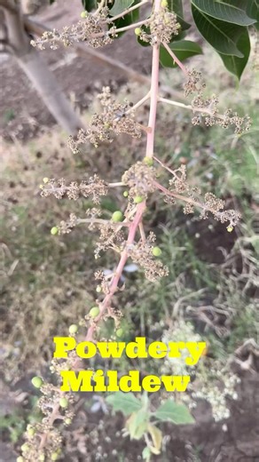 ಸರ್ವಮ್ ಶಕ್ತಿ ರೋಗಗಳ ಮುಕ್ತಿ 🎭🥭#syngenta Simodis and Miravis Duo