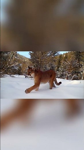 Wild Cougar Lives Hidden Stories of Hunting and Survival