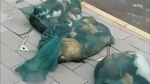 Footage appears to show cats being put into bags and allegedly killed