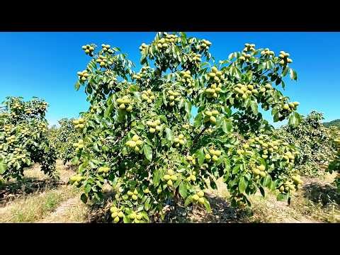 Tour the Largest "Walnut" Orchards in the World in Rural Switzerland | Countryside Life