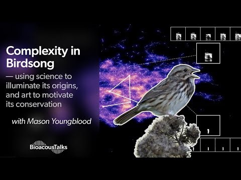 BioacousTalks: Complexity in Birdsong with Mason Youngblood
